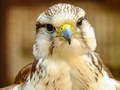 게임 Gyrfalcon Jigsaw