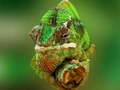 게임 Chameleon Jigsaw