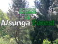 게임 Return To Alsunga Forest