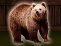 게임 Save The Grizzly Bear