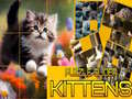 게임 Puzzle Sliding Kittens