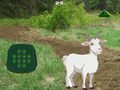 게임 Goat Find The Child