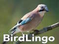 게임 BirdLingo