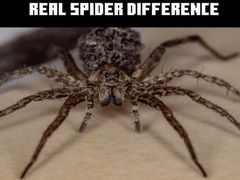 게임 Real Spider Difference