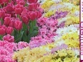 게임 Hidden Hearts - Spring Flowers