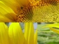 게임 Sunflower Photo Puzzle