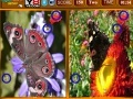 게임 Butterfly Similarities Game