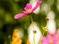 게임 My flowers Hidden Letters