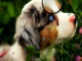 게임 Faboulous Animals Hidden Numbers