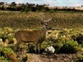 게임 Bag a Monster Buck