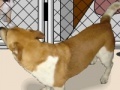 게임 Animal shelter