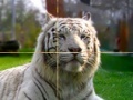 게임 Zoo Time