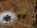 게임 Arachnid Wars