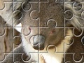 게임 Austrailian Koala Bears 