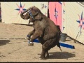 게임 Circus Elephant jigsaw puzzle 