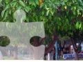 게임 Orange Tree Jigsaw Puzzle 