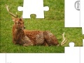 게임 Jigsaw: Young Deer