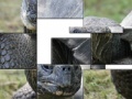 게임 Tortoise Slider Puzzle