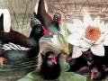 게임 Black swans and lotus puzzle
