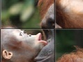 게임 Orangutan Baby Slider Puzzle 