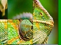 게임 Big chameleon slide puzzle