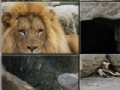 게임 African Lion Slider Puzzle