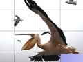 게임 Flying pelicans slide puzzle