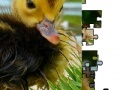 게임 Jigsaw: Little Duckling 