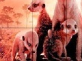 게임 Little shy meerkat family slide puzzle