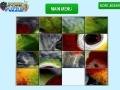 게임 Parrot Eye Slider