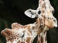 게임 Cute giraffes slide puzzle