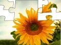 게임 Jigsaw: Sunflower 2