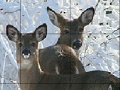 게임 Snow and deers slide puzzle