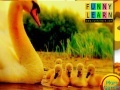 게임 Lovely swans family puzzle