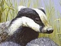 게임 Three polecat puzzle