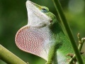 게임 Wild big chameleon puzzle