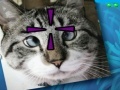 게임 Funny Cats
