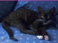 게임 Jigsaw World: Kittens