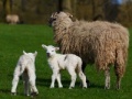게임 Jigsaw: Sheep And Lamb