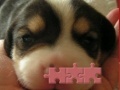 게임 Cute puzzle: Puppy