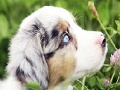 게임 Best dog slide puzzle