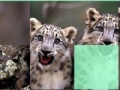 게임 Baby Cheetahs Sliding