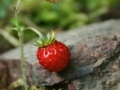 게임 Strawberry puzzle 