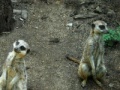 게임 Jigsaw: Two meerkats