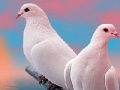 게임 Lovely white doves slide puzzle