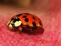 게임 Jigsaw: Pink Plant Ladybug