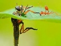 게임 Little ant and leaf slide puzzle