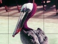 게임 Pink headed pelican slide puzzle