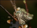 게임 Portrait of a wood frog