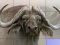 게임 Slide Puzzle: Buffalo 